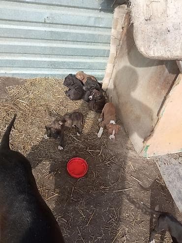 шарпей цена бишкек: Питбуль, 1 месяц, Самец, С родословной — 3