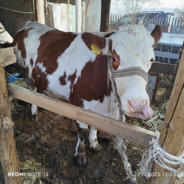продаю уй: Продаю | Корова (самка) | Для молока | Привязанные — 1