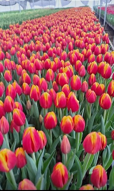 🔥 **ТЮЛЬПАНЫ ОПТОМ К 8 МАРТА ПРЯМО ИЗ ТЕПЛИЦЫ** 🔥 Голландские