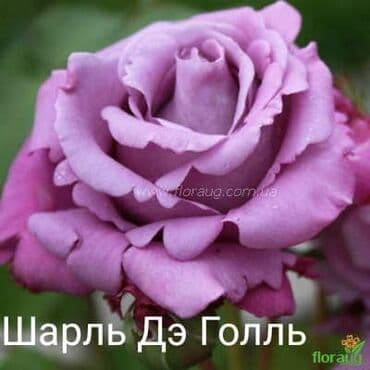 купить семена цветов в бишкеке: Рассада цветка: Розы — 2