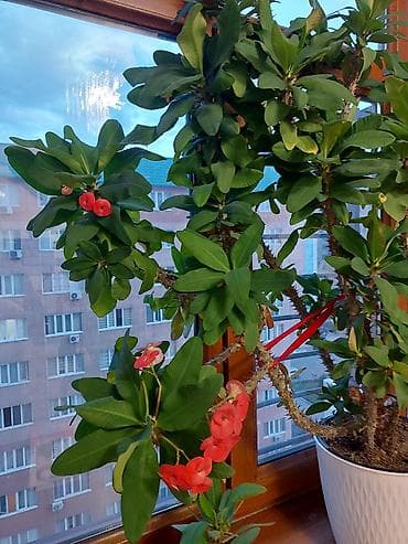 Молочай Милла (Euphorbia milii) в горшке. - Крупное комнатное