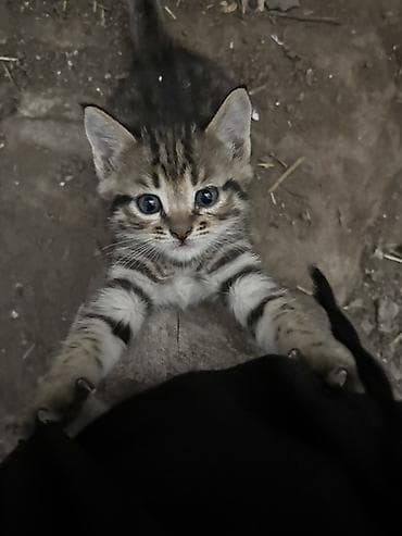 Котята, полосатые - Окрас: классический тигровый — теплые коричневые — 3
