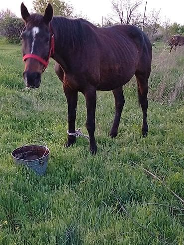 я ищу лошадь: Продаю | Кобыла (самка) | Для разведения — 2