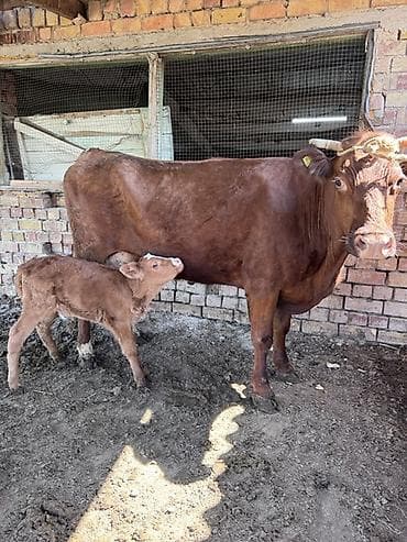дом для кош: Продаю | Корова (самка) | Для молока | Привязанные — 2