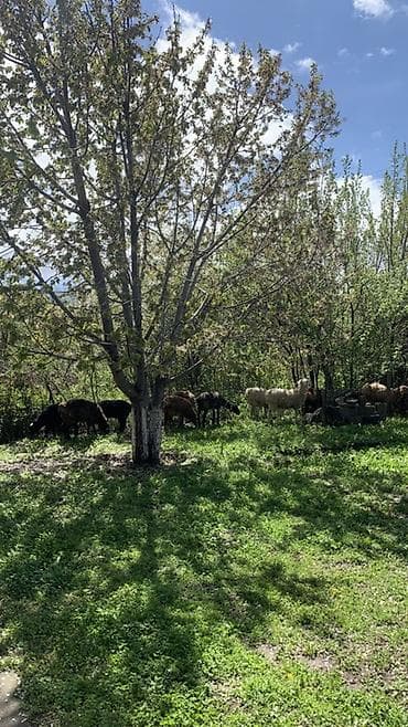 обмен на баран: Продаю | Овца (самка) | Для разведения — 6