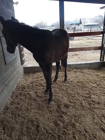 уй животных: Продаю | Кобыла (самка) | Полукровка — 2