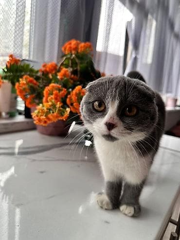 оптом картошка алам: Окрас: пепельно белая— очень густая, плюшевая шерстка, которую хочется — 3