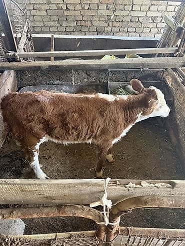 услуга инкубатора: Продаю | Музоо, торпок | Симментальская | На откорм — 2