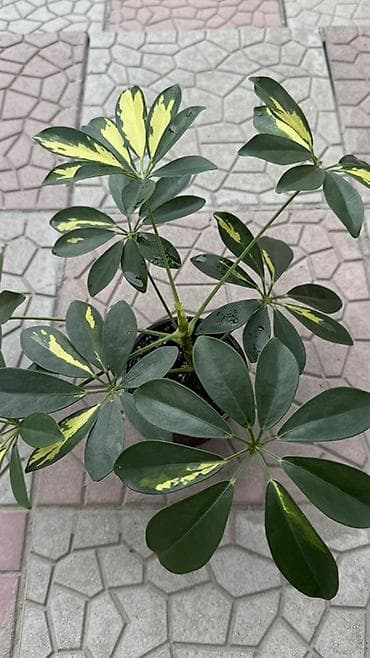 вариегатный замиокулькас: Шеффлера вариегатная (Schefflera arboricola ‘Variegata’) в горшке — 1