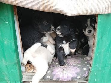 Вязка собак: ОшЩенки метисы, помёт разного окраса: черно-белые, серо-белые и — 3