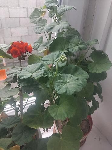 малина желтая: Пеларгония (герань) много разных цветов по 100 по 200 сом комнатная в — 2