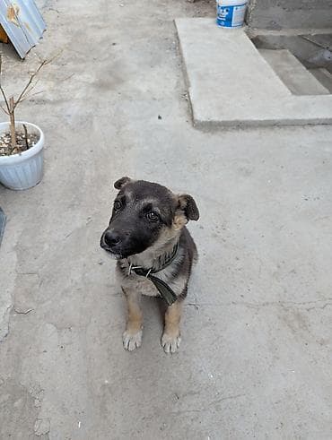 ит аттары: Немис овчаркасы, 2 айлык, Ургаачы — 2