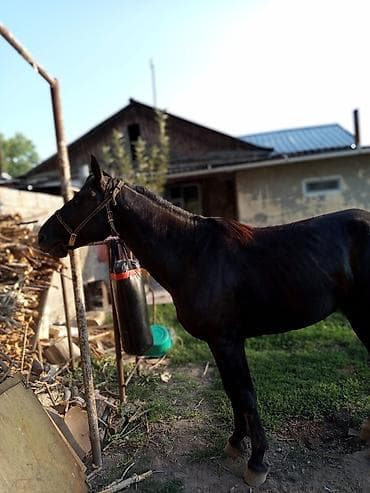 мал сатам: Сатам | Байтал | Жумушка | Мерин — 1