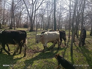 Уйлар, букалар: Сатам | Кунаажын | Аргын | Бордоп семиртүү үчүн — 8