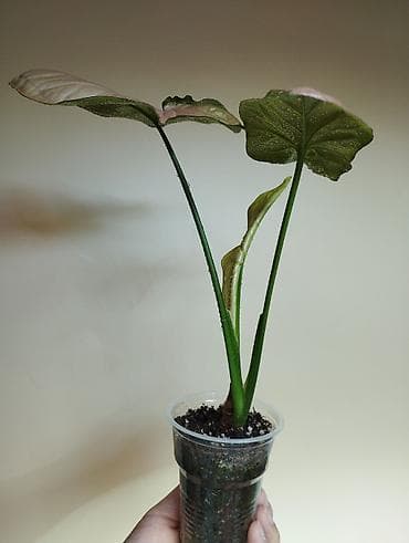 Женское счастье (Спатифиллюм): В продаже : Папоротник Тигр, Сингониум Орм Нак, Хойя New Moon — 6