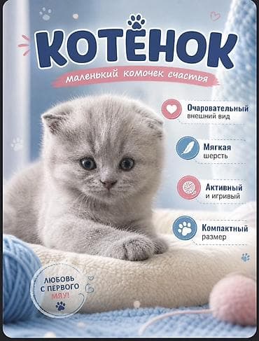 Котёнок — маленький комочек счастья - Очаровательный внешний вид