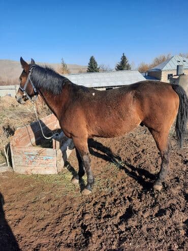 Лошади, кони: Продаю | Жеребец | Конный спорт — 1