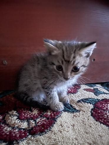 Животные: Котята домашние - Окрас: один чёрно‑белый «смокинг» с белыми лапками — 6