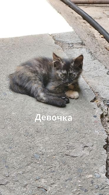 Животные: Отдаю в добрые руки котят потомственных охотников-крысоловов один — 3