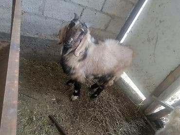 продам коз: Продаю | Коза (самка), Козёл (самец), Козлёнок | Нубийская, Битал, Камори | На забой, Для разведения, Для молока | Племенные, Котные, Осеменитель — 5