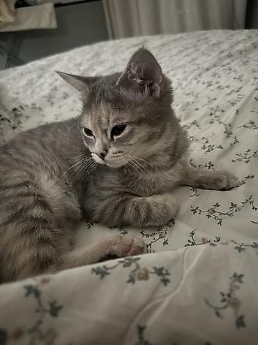 купить кошку: Кошка даром: Беспородная, 7 месяцев, Девочка, Приучена к лотку — 4