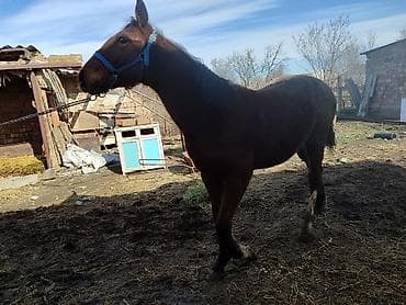 фландр кролик: Продаю | Кобыла (самка), Жеребенок | Для разведения — 6