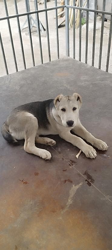 шенки афчарки: Алабай, 3 месяца, Самец, С прививкой — 8