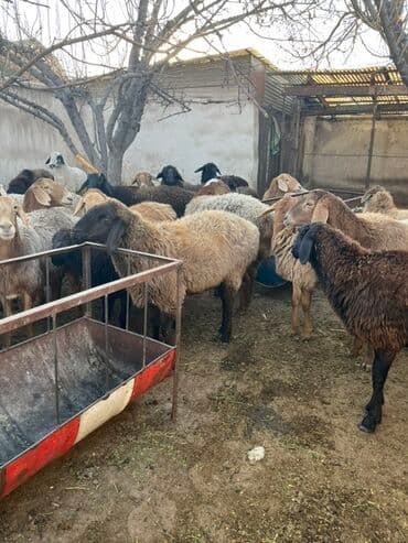 купить собаку для охоты: Продаю | Овца (самка) | Для разведения | Матка — 2