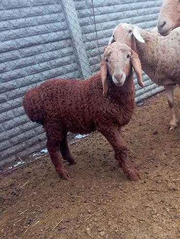 кошка котенок: Продаю | Овца (самка) | Для разведения | Племенные — 1