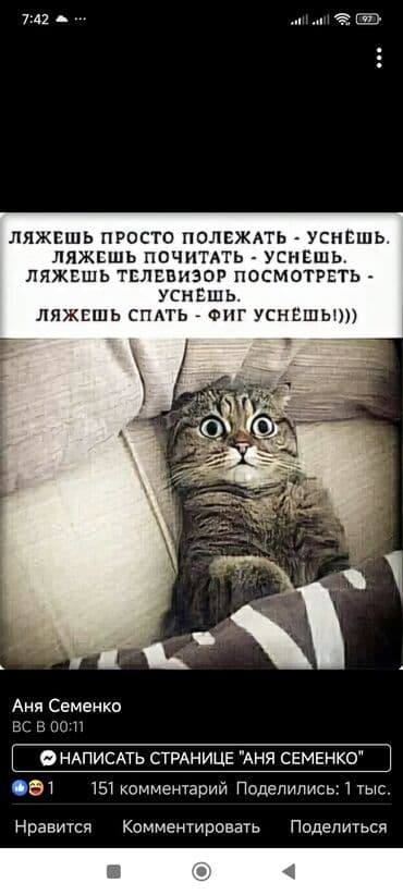 сиямские кошки: Вязка: Скотиш Страйт (Шотландская прямоухая), Мальчик, 5 лет, С прививками, Серый — 5