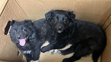 Услуги ветеринара: Собака даром: Дворняжка, 2 месяца, Самка — 1