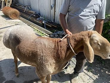 Продаю | Баран (самец) | Арашан — 4