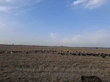 домик для кур: Продаю | Индюшка (самка), Индюшата | Черный принц, Северокавказская | На забой, Для разведения | Племенные — 27