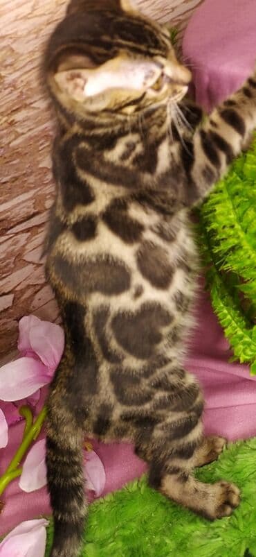 новорожденные котята: Друзья !!! питомник Бен Гла Мур с радостью предлагает новый помет. от — 15