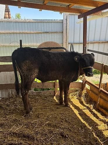 ит ош итер: Продаю | Бык (самец) | На откорм — 6