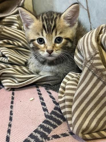 сиямские котята: Бенгальская, 1 месяц, Девочка — 4