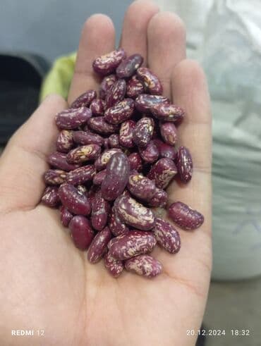 продам семена подсолнечника: Фасоль ташкентский — 1