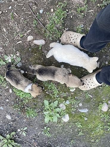 шенки питбуль: Кучукторду бекер берем — 2