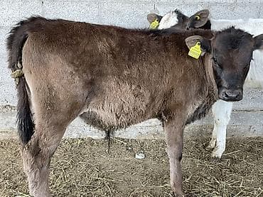 элитные каровы: Продаю | Музоо, торпок | На откорм — 3