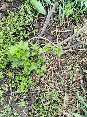 солнце: Красная смородина саженцы 2-х летка . Цена окончательная . Нижняя — 9