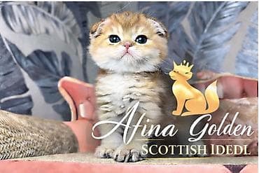 котята сибирской кошки купить: Шотландский котёнок золотого окраса SFS 71ny11🔥из питомника Afina — 1