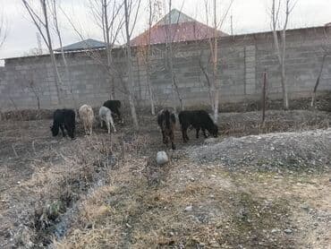 собака коли: Продаю | Музоо, торпок | На откорм | Привязанные — 1