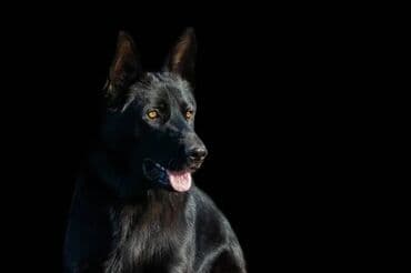 Вязка: Немецкая овчарка, Самец, 3 года