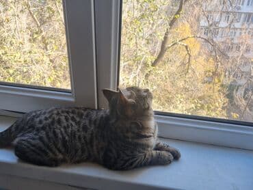 Аквариумдар: Котёнок-подросток с ярким тигровым окрасом (чёрные полосы на — 4