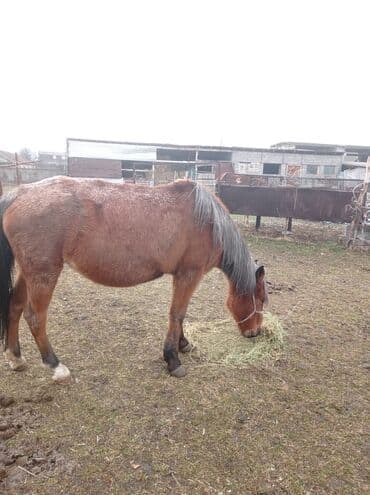 Грызуны: Продаю | Кобыла (самка) | Рабочий — 3