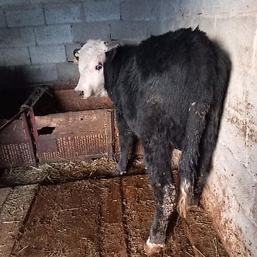 бука ангус: Продаю | Бык (самец) | Полукровка | На откорм | Привязанные — 2