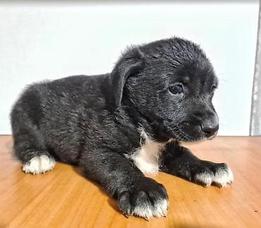 Үй жаныбарлары: Малыши ищут дом и заботливые руки. Зимой к дому прибилась собачка "с — 2