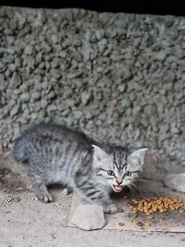 бенгалская кошка даром: Классные котята в добрые руки. Возраст примерно 1-1.5 месяца. Мы — 4