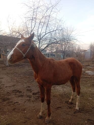 вислоухие кошки бишкек: Продаю | Жеребенок | Дончак | Рабочий — 2