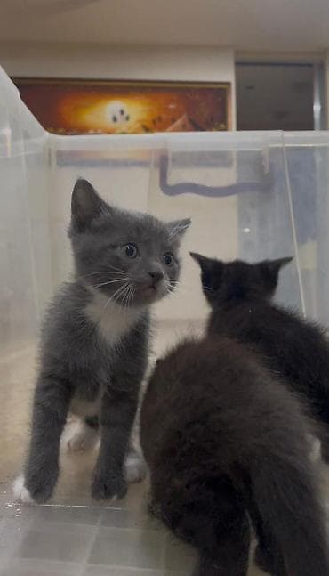 чёрные котята: Котята, помёт из 4 малышей: - Окрас: 2 чёрных, 2 серых (у одного — 2